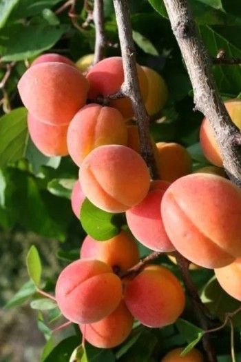 Абрикос ‘Леді Кот’|Prunus armeniaca ‘Lady Cot’|Абрикос ‘Леді Кот’